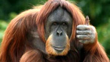 http://a133.idata.over-blog.com/0/48/92/28/animaux/singes/orang-outan.jpg